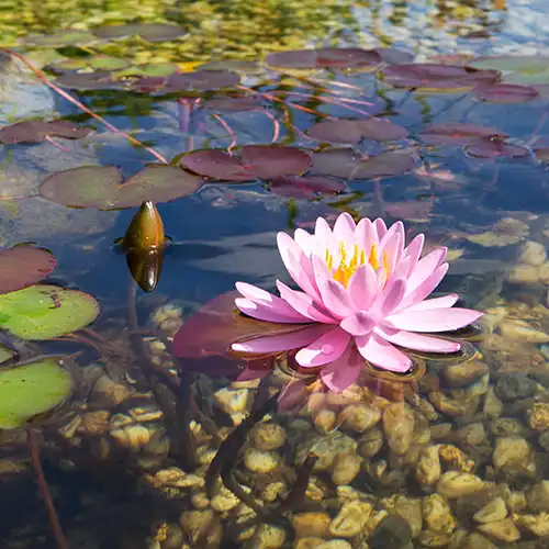 Wunderschöne Seerosenpflanzen, die in natürlichen Schwimmbädern zur Filterung und Reinigung des Wassers ohne Chemikalien verwendet werden.